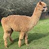 TOFT Jargel Elite Brown huacaya female for sale at TOFT Alpaca Stud